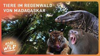 Geheimnisse des tiefen Regenwaldes: Eine Doku | Real Wild Deutschland