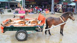 Use Horse Carriages To Harvesting Many Big Fish At Fish Pond Go To Countryside Market Sell