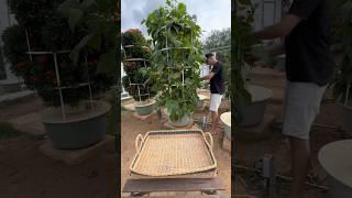 From seed to harvest, this is how we maximize bush bean cultivation #beans #farming #agriculture