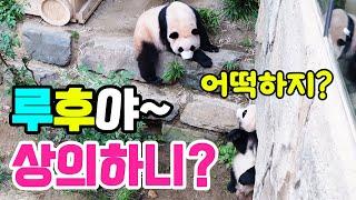 Lui Bao who became a bamboo shoot SimmaniLui and Hui consulting each otherHui Bao who is a fan ...