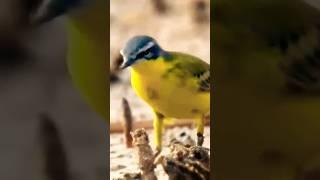 bird hunting for |animal planet#viral#trending#shorts