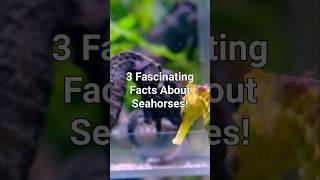 3 Fascinating Facts About Seahorses! #naturefacts #facts #animals #wildlife #naturecuriosities