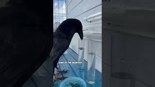 #cuteanimals #youtubeshorts  #animals #short  #lovestory #cute #lovestory