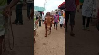 Big cow|America Brahman cow|gabtoli gorur haat|biggest cow|the world cow |#cow_cattle_in|#cow|#bull