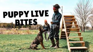 Live Bite in Prey? | Grassroots K9