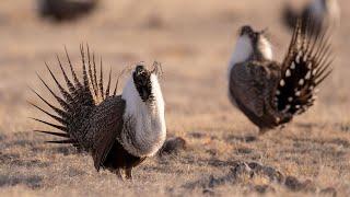 Greater Sage-Grouse Lekking