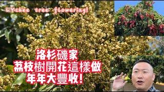 洛杉磯家荔枝園年年大豐收：荔枝樹開花，傳花粉，修枝，施肥！Lychee tree flowering! Litchi tree's blooming! 美國看房二十年