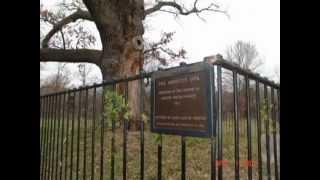  Historic Arbutus Oak, Arbutus, Maryland