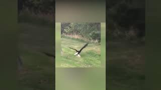 Eagles attack and kill domestic cat