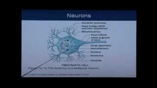 Anatomy and Physiology Chapter 12 Part 1: Nervous System/Neural Tissue: Anatomy and Physiology Help