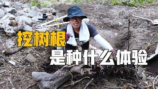 【院子日志】挖树根是种怎样的体验？