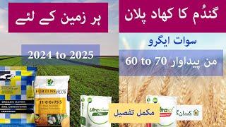 Fertilizer plan for wheat crop 2024 to 2025 | Potential yield 60 to 70 Mann | Kissan Ghar | price