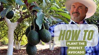 How to plant an Avocado tree into a container for *THE BEST RESULTS*