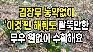 농약없이 김장무 이것만 해줘도 팔뚝만한 무우 원없이 수확해요(재배 전과정)