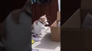 Cats and box #shortvideo #funny #funnypetschannel #funnycats #cat #funnypetslife #pets #funnypet