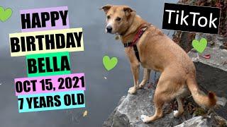 Newest TikTok - Bella Vegan Dog At The Lake