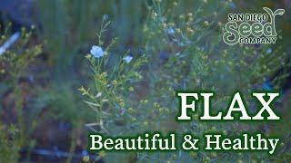 What is FLAX good for? Here's how to plant, grow & harvest this powerful flower