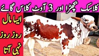 Best Quality Cholistani Sahiwal Cow Farm Near Luden Cow Mandi Hasil Pur || Global Village Farming