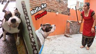 Mafia ke Mummy Ne Kare Dande Se Pitaee  | My Pitbull Dog VS  Mom | Mafia The Pitbull