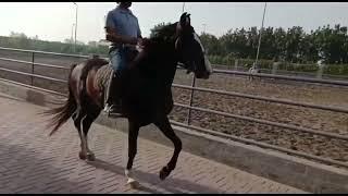 TM Farm's Sultan (Desi Punj Kalyan Black Horse) available for matings