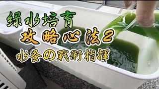 綠水培育完整攻略2--水蚤餵食之戰術指揮（綠水肉雞化生產理論）