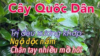 Cây QUỐC DÂN Ai Cũng Biết. Trị Đống bệnh Không Trồng Thật Lãng Phí | CTVC