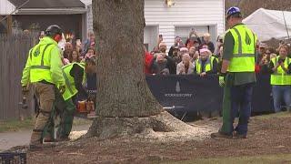 New York’s Rockefeller Center Christmas tree cut down in Massachusetts