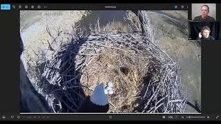 Rare 4 eggs in a Bald Eagle nest reaction and eagle cam updates. Nesting Eagles Podcast episode 7