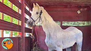 Sad Horse Finally Steps Out of Trailer And Becomes The Biggest Diva | Cuddle Buddies