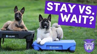 STAY vs. WAIT: Clarity for a Better STAY from your DOG