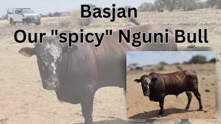 My Spicey Nguni bull!