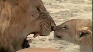 Lion Cubs Meet their Father for the First Time | Lions: Spy in the Den | BBC Earth