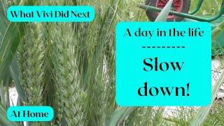 At Home: A day in the life: Slow Down!