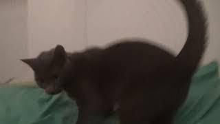 Nyxie the Cat - Video 106