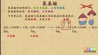 26氨基酸   有机化合物   高中化学