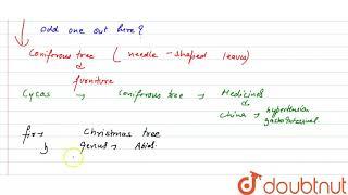 Pine, mango, Cycas, fir  | 7 | KINGDOM CLASSIFICATION I | BIOLOGY | ICSE | Doubtnut