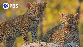 Mother Leopard Protects Cubs from Male Intruder