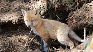 Fox Mother and Her Baby Kits Playing