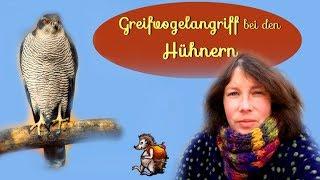 Greifvogel Angriff bei den Hühnern | Raubvogel