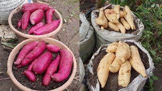 Harvesting celembu and japanese purple sweet potato from pots and sacks 2021