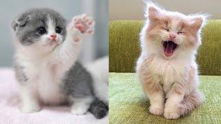 Baby Cats - Cute and Funny Cat Videos Compilation #66 | Aww Animals