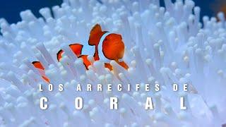 LOS ARRECIFES DE CORAL | El paraíso marino | mini documental tan natural