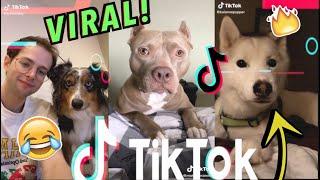 TikTok Dog Challenge Compilation!! (May 2020)