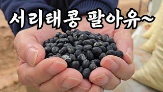 공주 농부 박사가 재배한 청자1호 서리태콩 팝니다