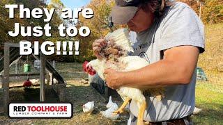 What Happens When Our Broilers Grow An Extra 2 WEEKS???