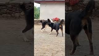 dogs playing