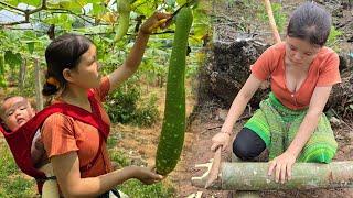 Building a New House & Harvesting Gourd for Sale - The Life of a 17-Year-Old Single Mother