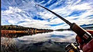 Berkley Pinched Crawlers Slayin' Stocked Trout | Big Bear Lake California #fishing