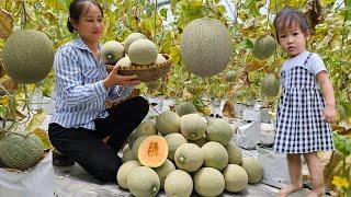 Harvest Crown Melons Goes To Market Sell - Cooking With Grandma & Daughter - Lý Phúc An