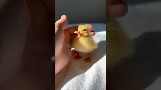 Such a cute baby duckling #shorts